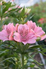 Preety Imported Double Alstroemeria Soft Lite Pink Flower Bulbs Pack Of 2 Bulbs
