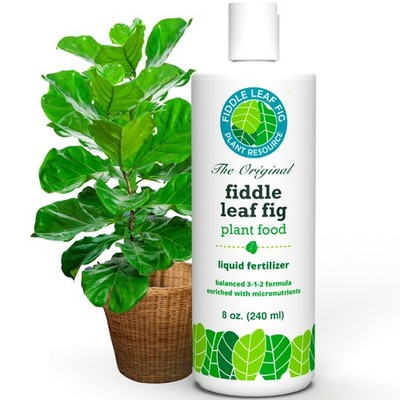 Fiddle Leaf Fig Plant Food   3 1 2 Balanced 8 unces, Light Blue-Green Tint 