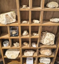 Oklahoma & Georgia Fossil Collection