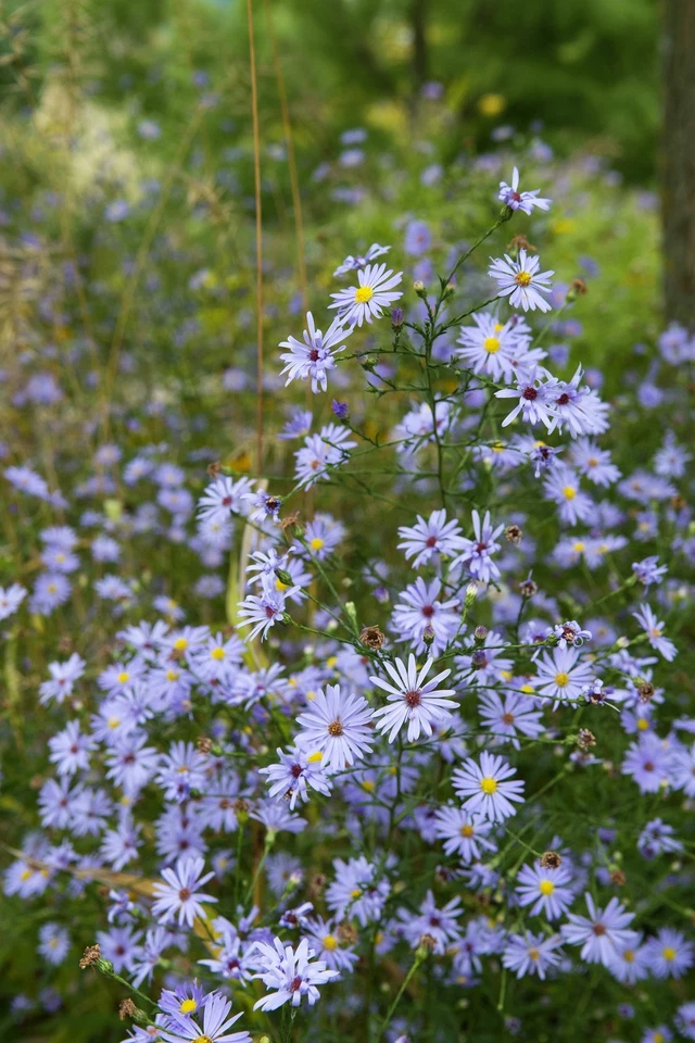 SEEDVILLE USA 250 SKY BLUE ASTER Azure Aster Azureus Flower Seeds