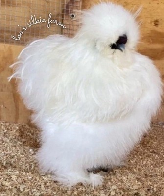 One Dozen (12) Recessive White Silkie Chicken Hatching Eggs    NPIP   UPS 2 Day