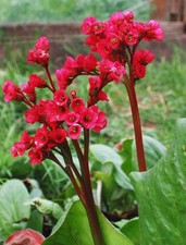 Bergenia RED BEAUTY pianta fiore di san Giuseppe
