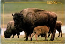 Springtime in Yellowstone Brings New Life to the Bison Herd Postcard