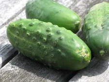 2 oz. National Pickling Cucumber Seeds