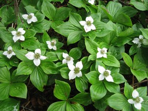 Bunchberry Bunchberry Dogwood Cornus Canadensis 25 Seeds Ebay