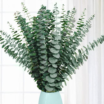20 Pcs Preserved Dried Eucalyptus Stems, 17'' Natural Fresh Eucalyptus Branches f