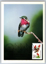 #2646 Calliope Hummingbird Maxi Card