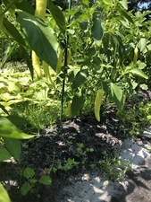 Sweet Banana Pepper Seeds  | NON-GMO | Heirloom | Fresh Garden Seeds 30+