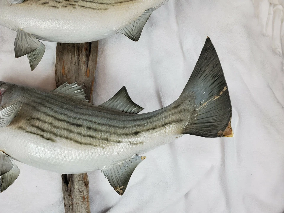 Taxidermy Two Striped Bass Striper Mounted on Driftwood Needs Fin Repair - Image 2 of 4