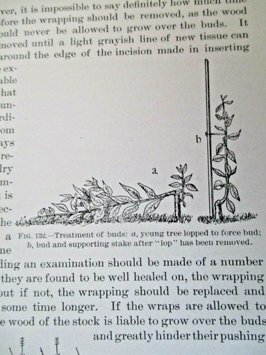 1896 U.S. Dept. Agriculture Pamphlet Methods of Propagating Citrus Fruits Vtg - Picture 8 of 10