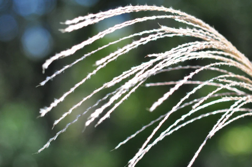 [Tested!Opt MINT] SMC Pentax 67 Macro 100mm f/4 Lens For Pentax 6x7 67 67II #801 - Image 4 of 4