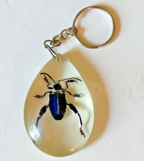 Real Beetle in resin keyring 6cm x 4cm
