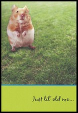 Greeting Card - Hamster - Thinking Of You - 0130