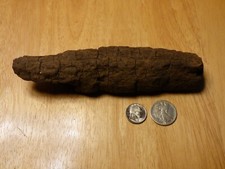 Potomac Bark Style Driftwood Aquarium Reptile Decor Insect Taxidermy 2024-015