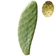 Fico d'india SENZA SPINE pianta pala per talea - Opuntia Santamaria 3pz