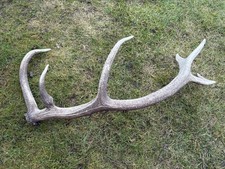 Abwurfstangen Rothirsch, 2,75 kg