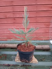 Sequoiadendron giganteum Powdered Blue in 5L pot Giant Redwood 40cm tall