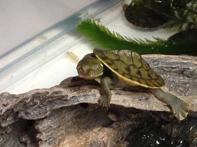 Cute Baby Turtles Short Neck For Sale Reptiles Amphibians