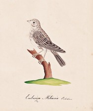 corn bunting nurse ammer oiseaux bird birds watercolour design drawing