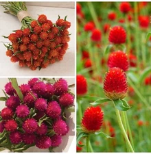 Gomphrena Variety: Orange, Carmine, Strawberry Fields (40+ seeds each)