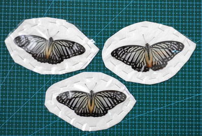 3 Packs Real Butterfly Specimen Closed Wings Taxidermy Butterflies