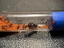 Cherry Headed Honeypot Colony w/5-15 workers Myrmecocystus placodops FEEDER