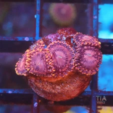 Koala Eye Zoanthias - NOT WYSIWG | Live Softies Coral | Aquacultured