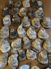 Oyster Shells, Lot Of 12, Cleaned 2.5  -4  , Great for crafts or oven