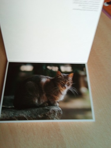 20 Postkarten Geliebte Katzen Herder 3- 451- 26309- 2 Max Galli 9783451263095 - Bild 5 von 6