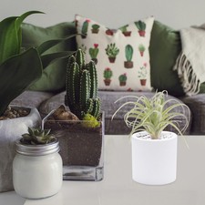 Artificial Plants Faux Succulents Bromeliad Terrarium Decor Tillandsia Air