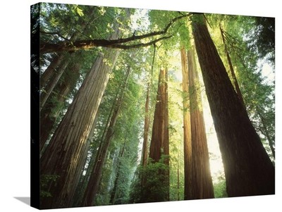 ART.COM Canvas Wall Art Prints Redwood Forest by Jim Zuckerman, Places Decor,...