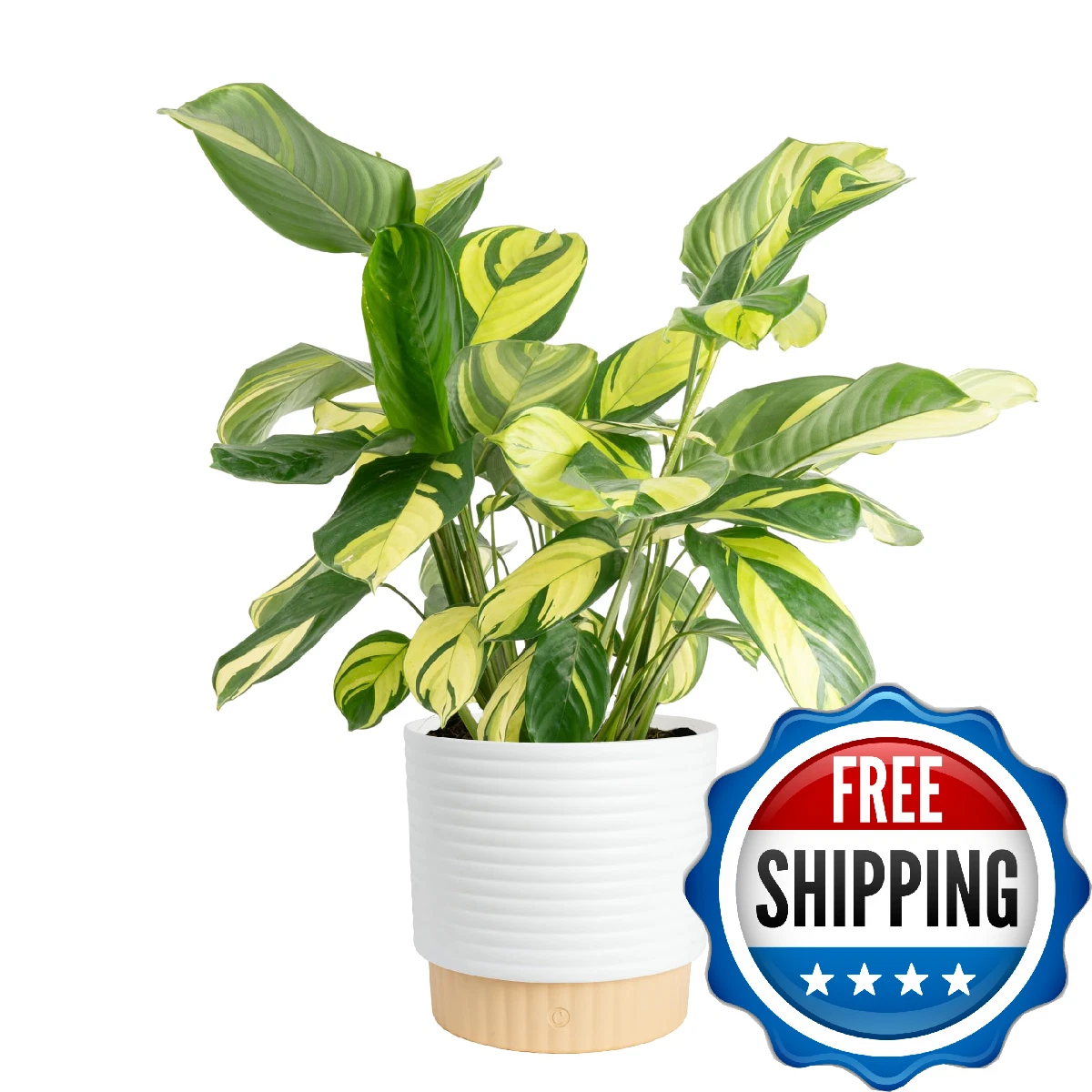 Costa Farms Calathea Plant - Thumbnail 2