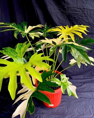 Thaumatophyllum Saxicola Variegated Very Beauty Real Picture Large Size