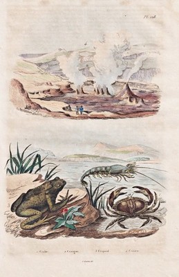 Frösche Krabben Geysir Hummer frogs Stahlstich Guerin-Meneville 1835