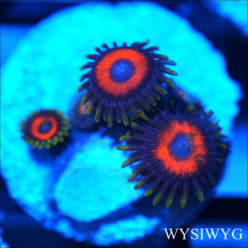 Corals of Eden ~ WYSIWYG Live Coral Frag ~ Ultra Zoa - Soft Coral