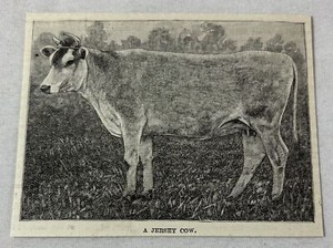 1885 magazine engraving ~ A JERSEY COW