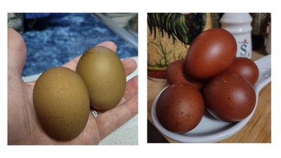 Black Copper Maran(5) and Olive Egger(5)Hatching Eggs-NPIP/A1 Clean