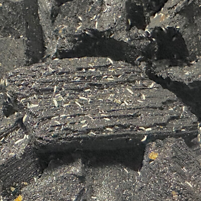 Charcoal Springtails Culture LIVE ARRIVAL GUARANTEE
