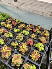 100 Coleus Seeds Mix Rainbow Variety Multiple Colors House Plants Outdoor Annual