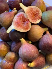 hmadi fig tree one cutting