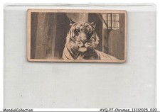 أخرى ادفيرتيسينج كولليكتابليس TIGER
