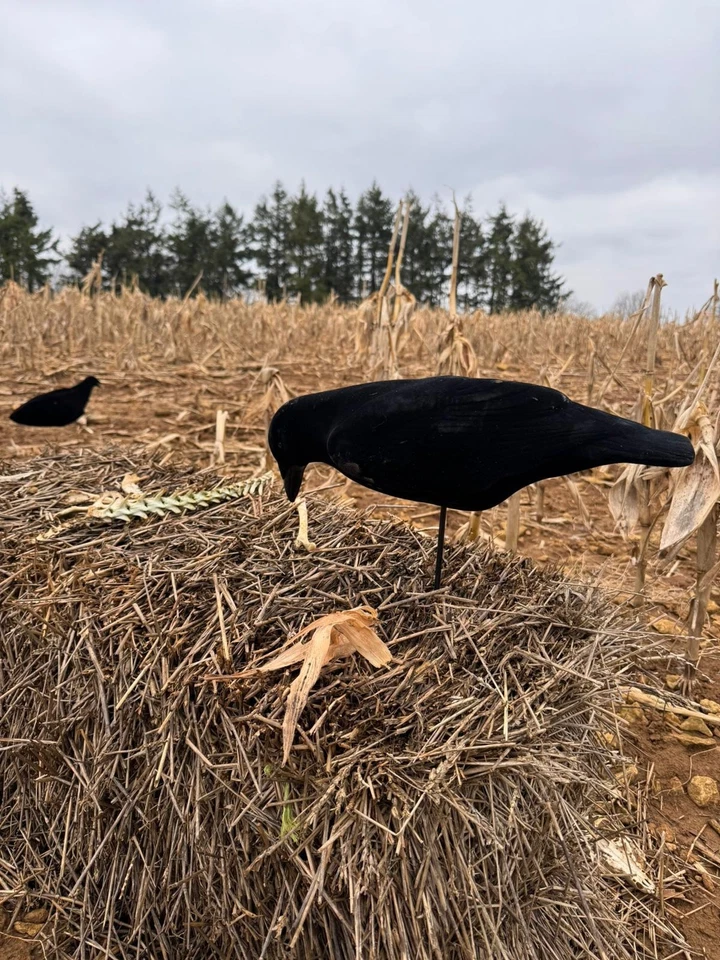 FA-194002 Fully Flocked Crow Decoys - 3 Pack - Image 2 of 4