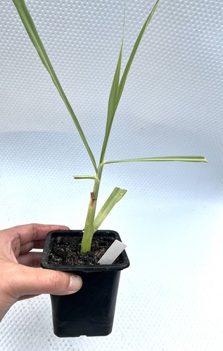 1 Pot Lemon Grass Plant Aromatic Herb for Cooking,Tea,Extract,Natural Remedies - Picture 6 of 8