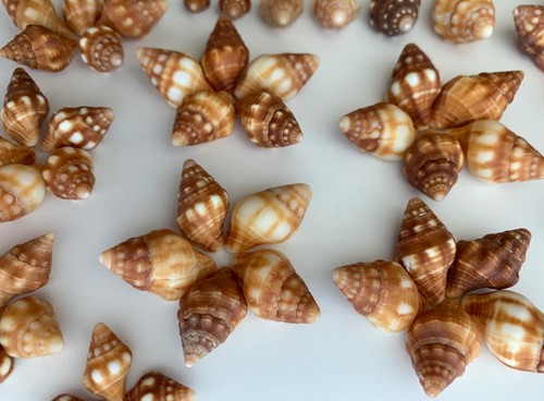 55 Kastanie Latirus Muscheln 0,5-1" Strandrahmen Kunsthandwerk Muscheln SV #CL USA ❤️ - Bild 17 von 17