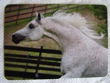 HORSE SWAP CARD~ARABIAN FLEA BITTEN GREY HORSE#9