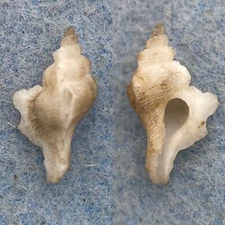 Timbellus phaneus RARE 16.4mm F (Hole) 1200', Off Key Egmont, Florida