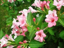 Weigela florida, Shrub Seeds (Fast, Showy, Hardy, Hummingbirds)
