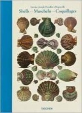 Antoine Joseph Dezallier D'aregenville Shells Muscheln Coquillages