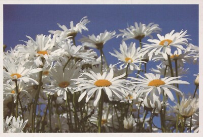 FLOWERS Vintage Ansichtskarte Postkarte CPSM #PAR680.D