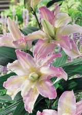 ORIENTAL LILY Soft Music Double (1) Bulb  * Great Choice for Cut Flowers